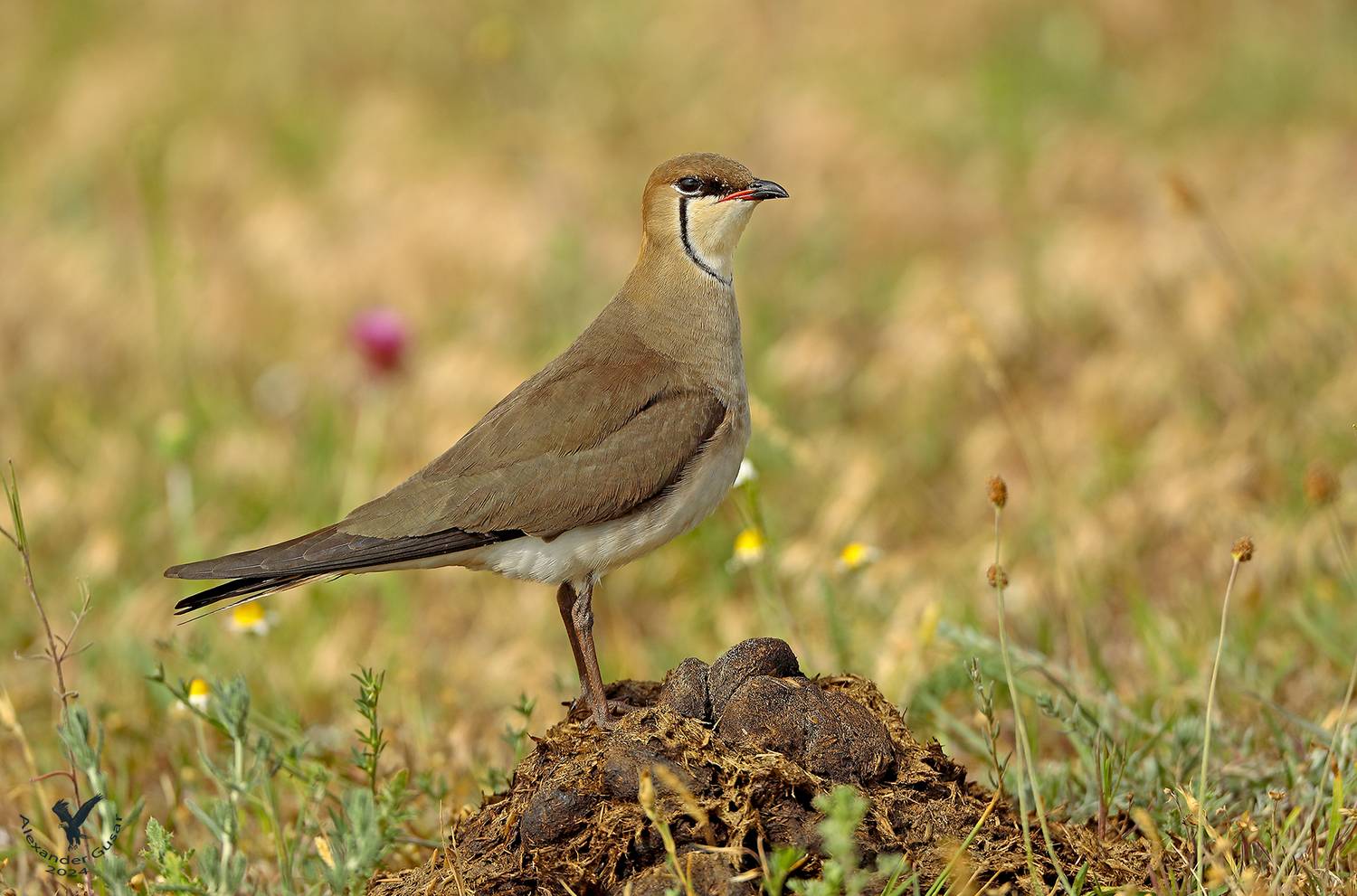 степная, тиркушка, Гусар Александр