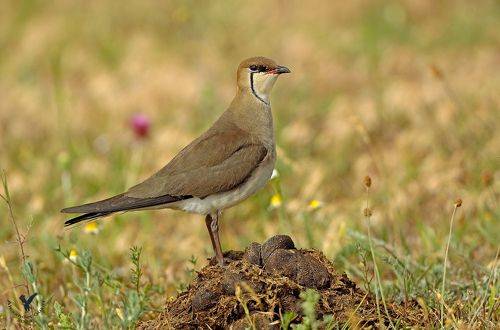 Принцесса на горошине.