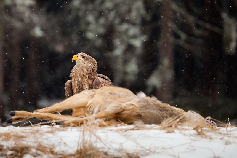 Sea Eagle фото превью