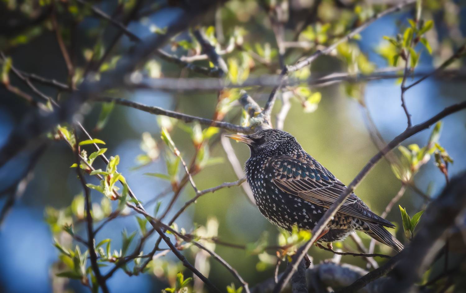 весна апрель скворец Торбеево, Зеленько Дмитрий
