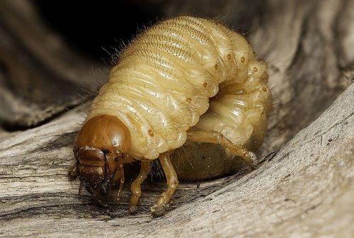 Lawn monster: The white grub