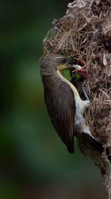 #bird #natgeo #photography #birdphotography #nature #beeeater #green #animal #wildlife #owlet Purple sunbird фото превью