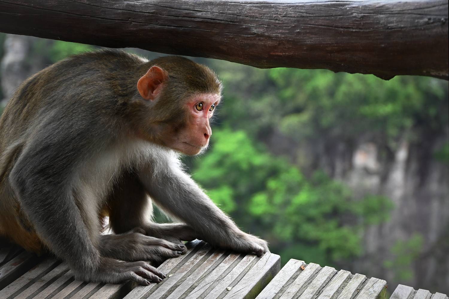 , Марина Никифорова