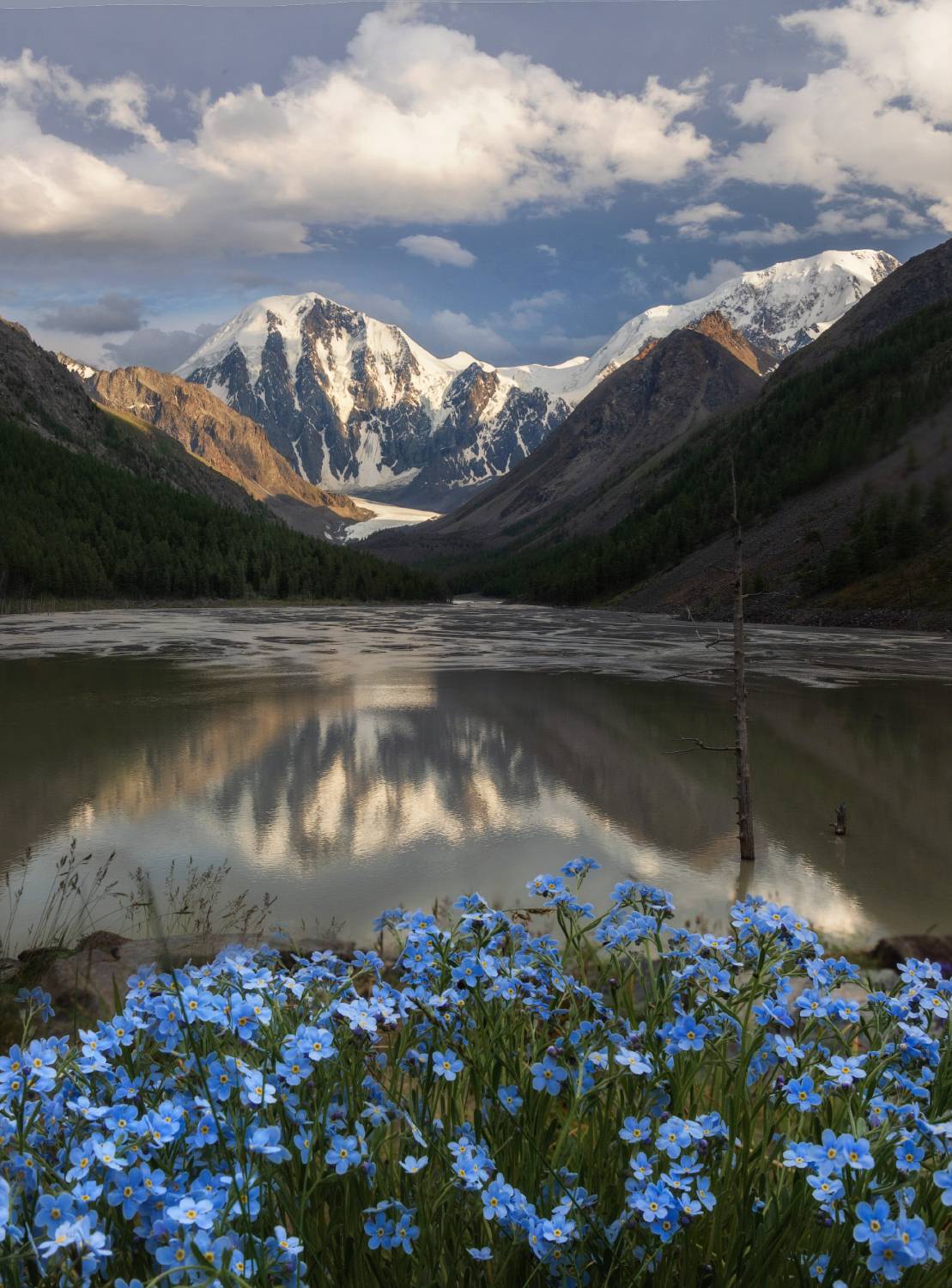 алтай, горный алтай, пейзажи алтая, кош-агачский район, горная река, мажой, горы, незабудки, карагем-баши, лето в горах, Рубан Алена