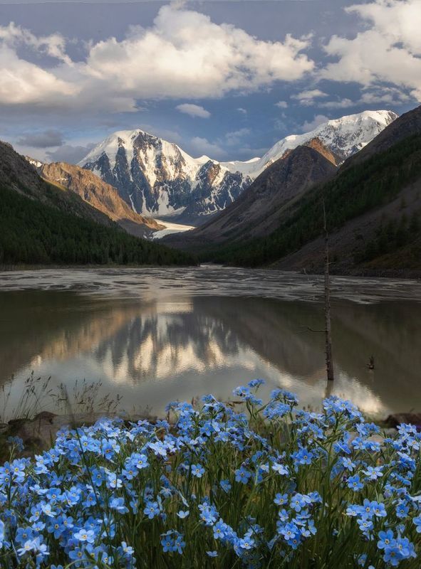 алтай, горный алтай, пейзажи алтая, кош-агачский район, горная река, мажой, горы, незабудки, карагем-баши, лето в горах Маашей и незабудочник фото превью