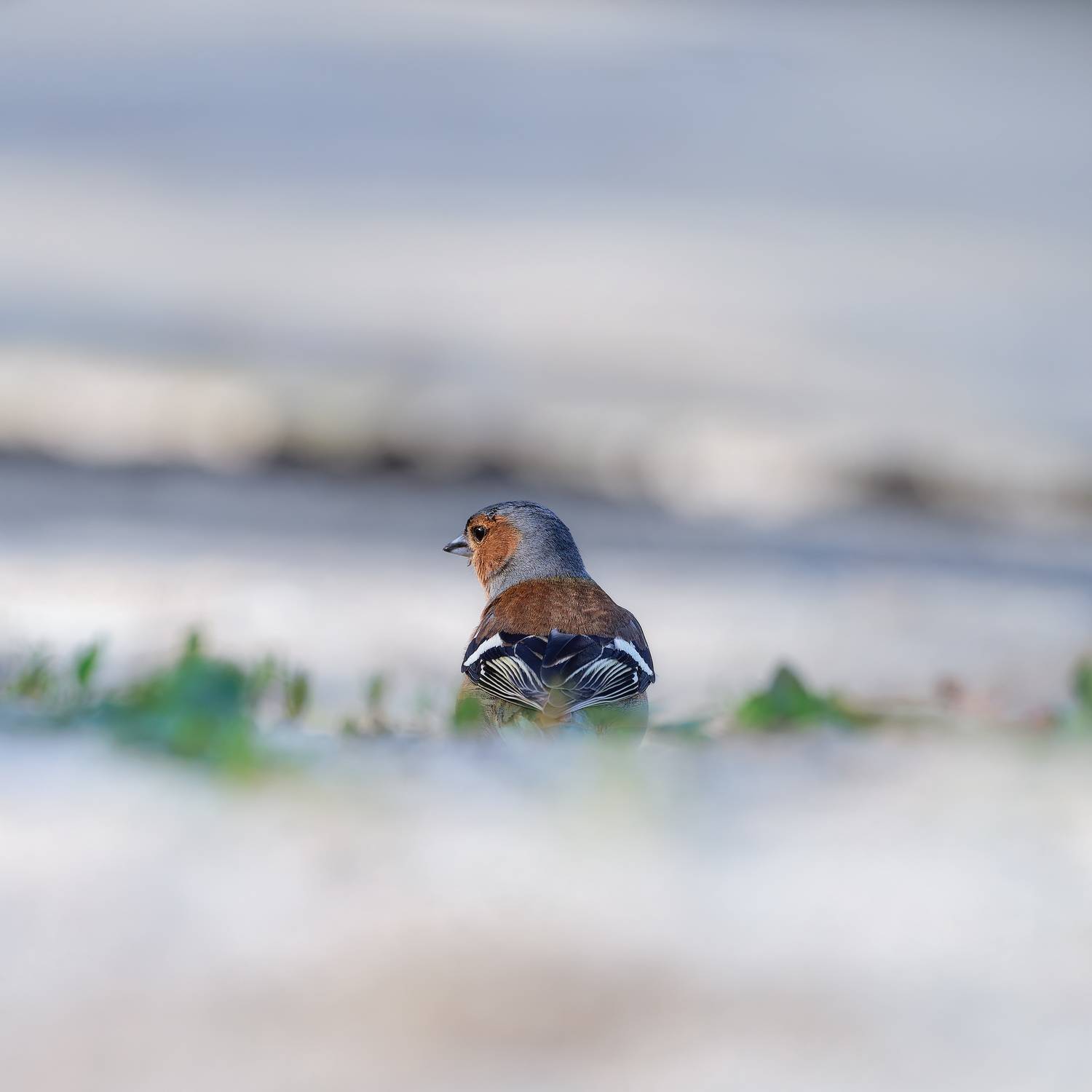 , Загруев Михаил