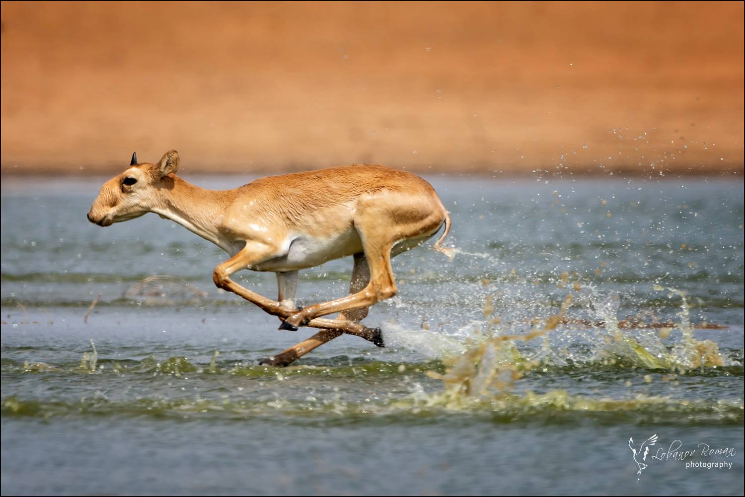 , Лобанов Роман