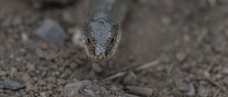 **** фото превью