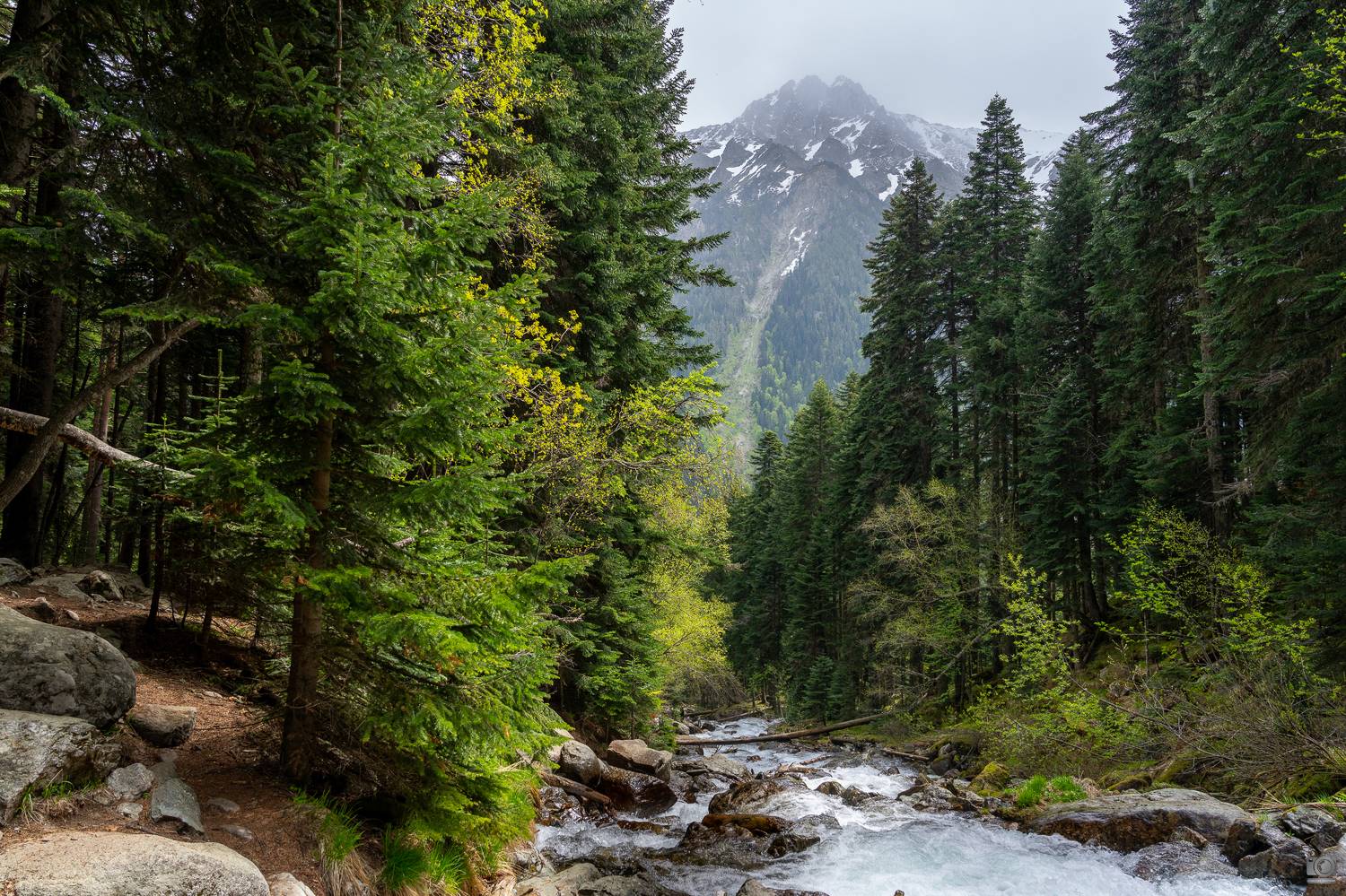 белая КЧР, Ковалев Дмитрий