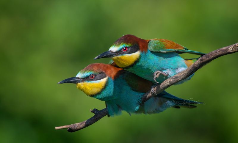 щурки На старт фото превью