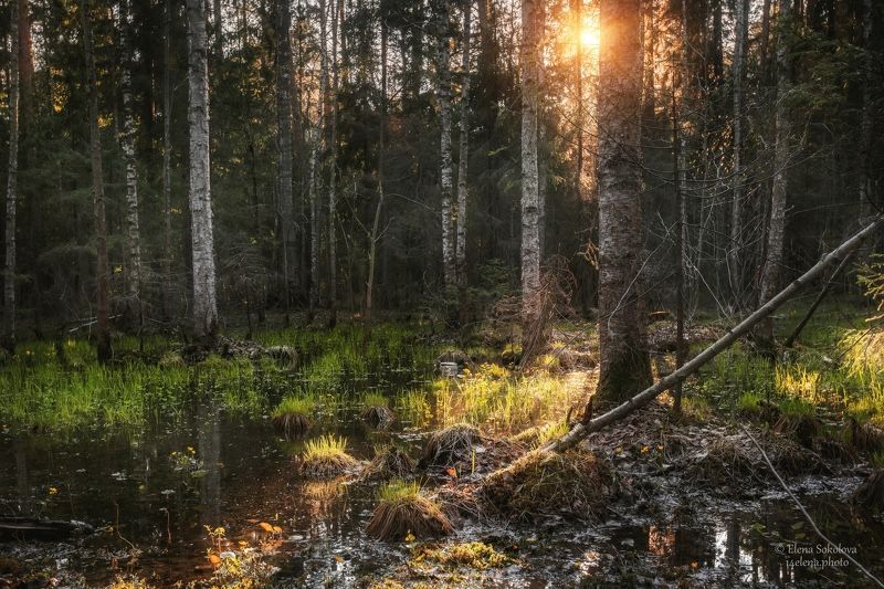 пермь, балатовский парк, черняевский лес, лес, весна, тайга, вечер, закат, отражение, вода, калужница, май Весенний лес фото превью