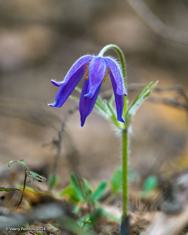 сон-трава, прострелы, весна, апрель, мещёра, рязанская область. Сон-трава, вертикальная версия фото превью