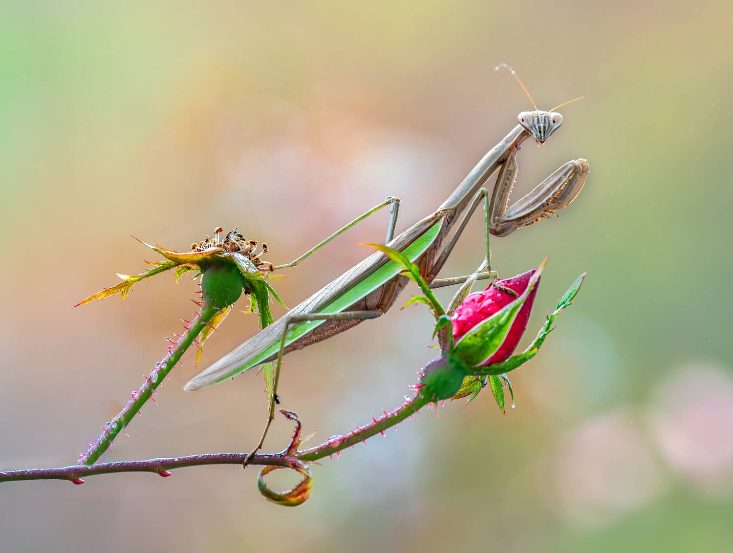 mantis, praying mantis, insect, bug, macro, branch, sunset, nature, wild, moody, dusk,, Atul Saluja