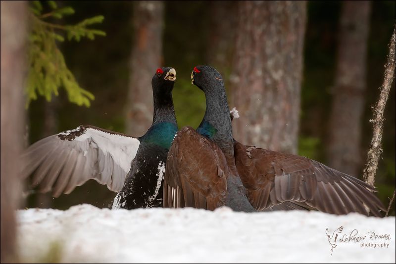 Битва в лесной чаще фото превью
