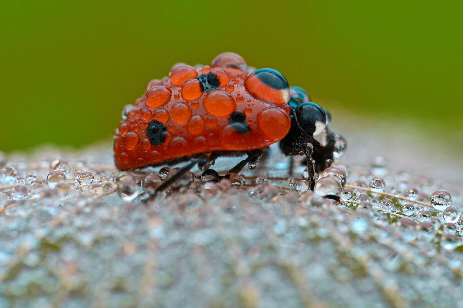 ceclii, macro, Цветан Ганев