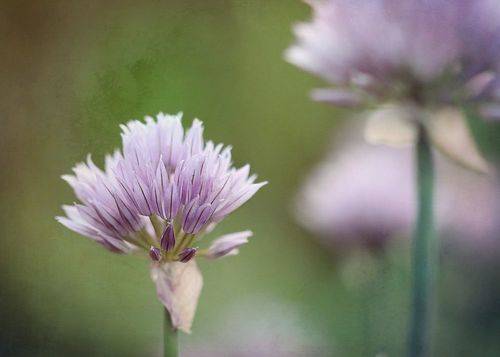flowering chives
