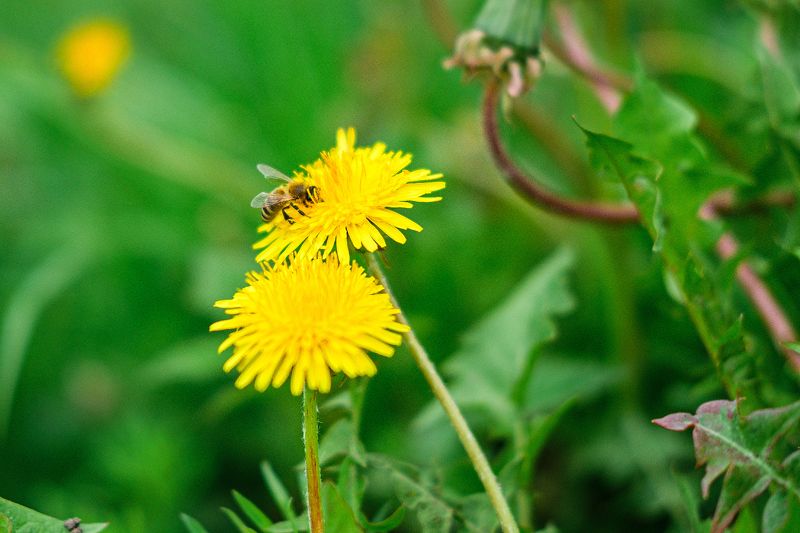 макро, весна, пчела, одуванчик  В работе с головой  фото превью