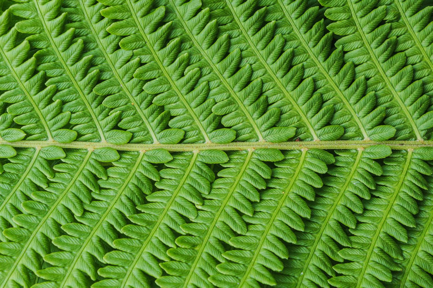 интимный пейзаж, природа, зелень, крупный план, симметрия, Mysov Ivan