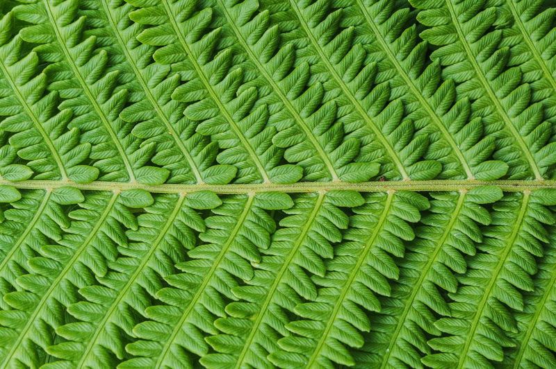 интимный пейзаж, природа, зелень, крупный план, симметрия  фото превью