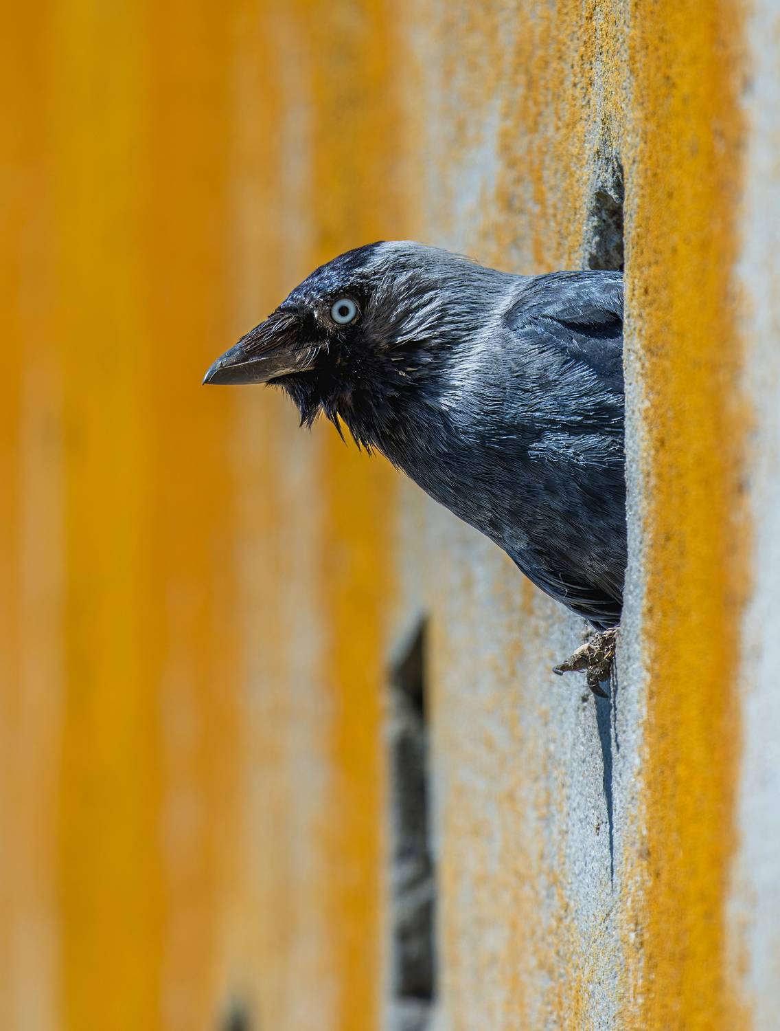 , Дэм Константин