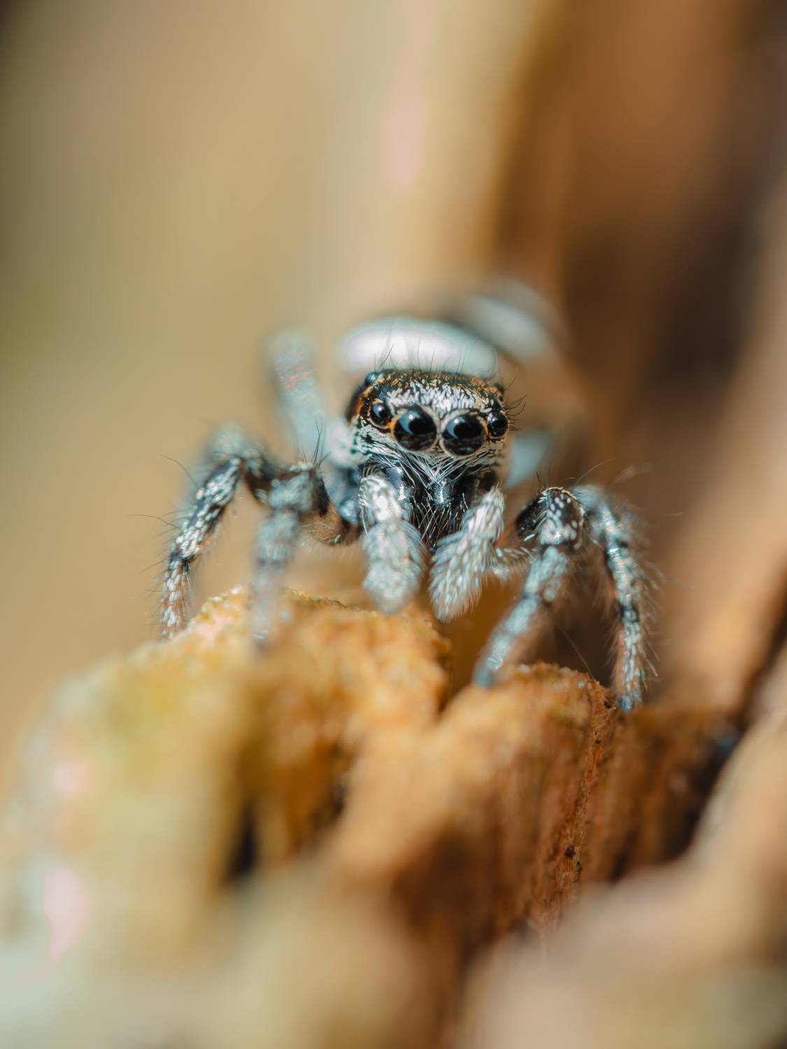 паук, макро, скакунчик, spider, macro, Irina Protchenko