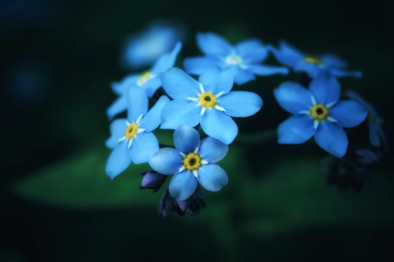 blue, flower, cute, macro, nature, forget me not Forget-me-not фото превью