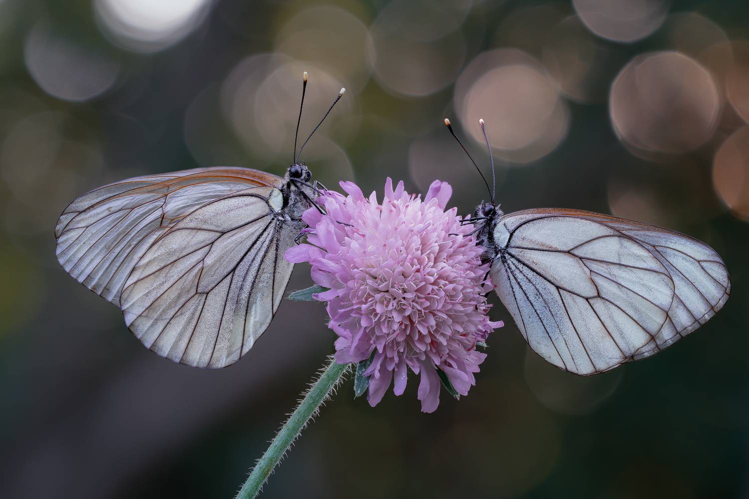 , Кузнецов Дмитрий