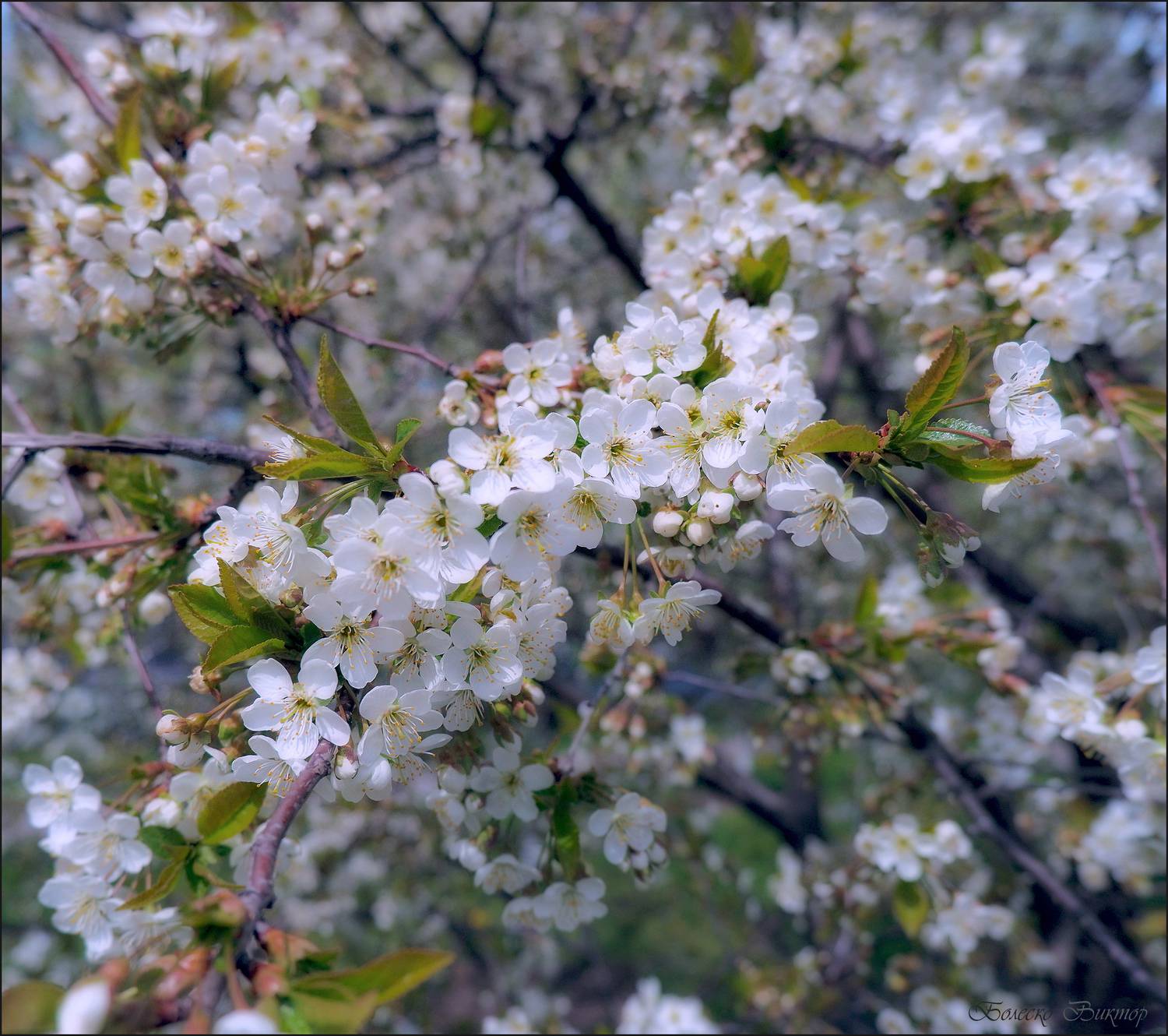 , Болеско Виктор