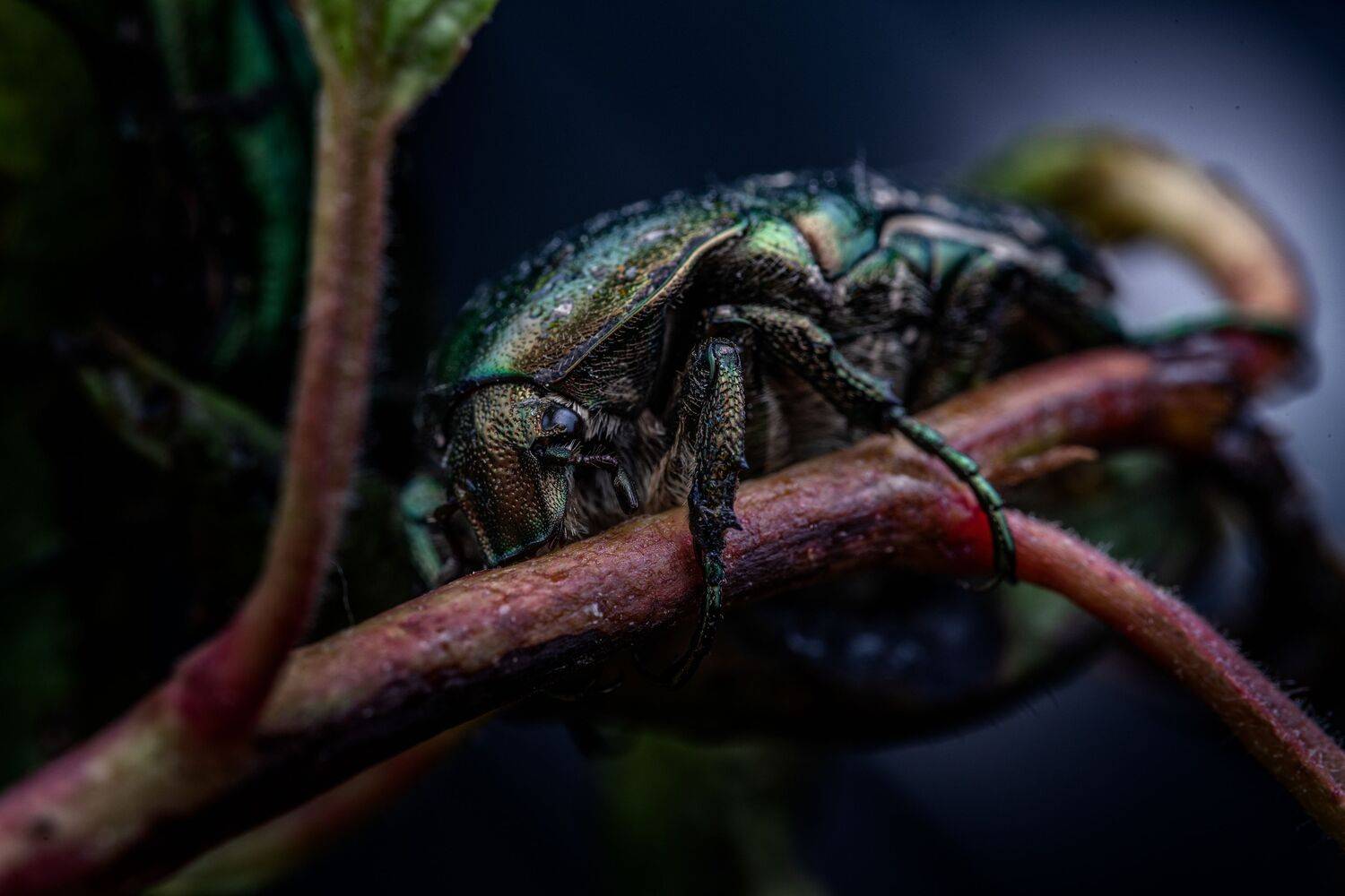 , Ширяев Константин