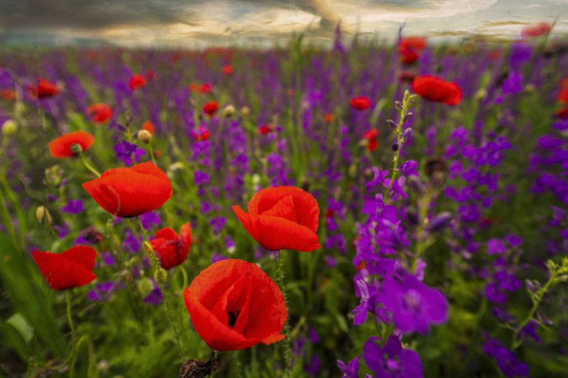 :) фото превью