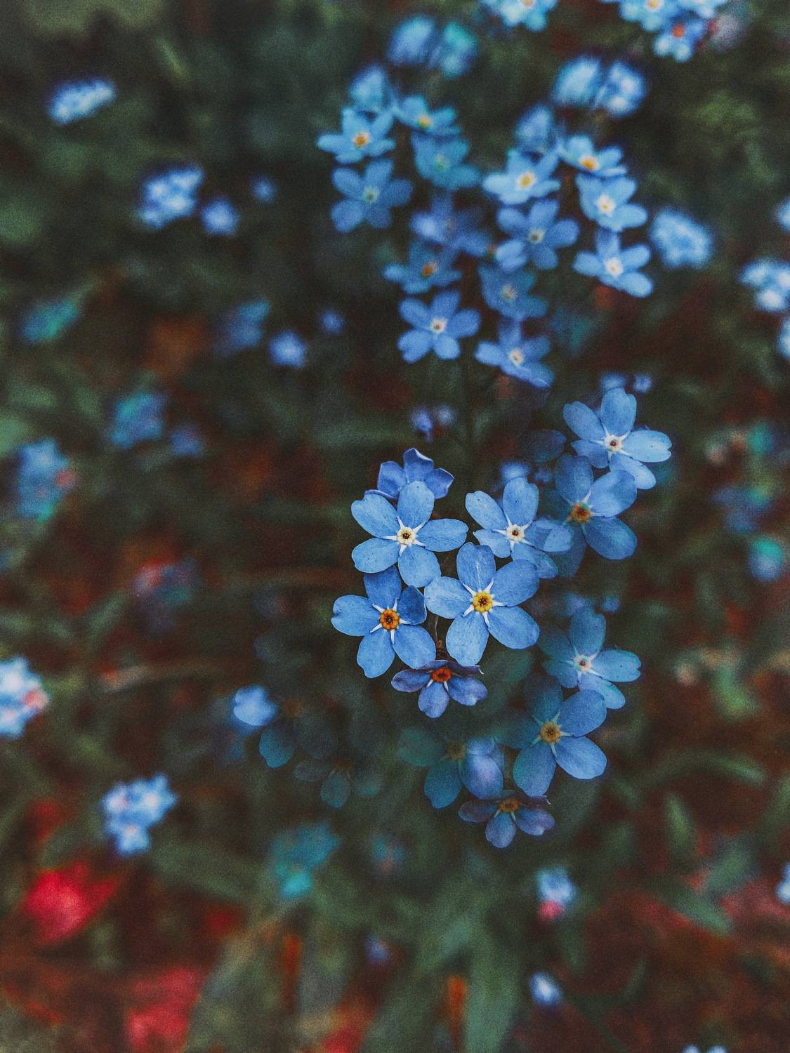 , Alintsiya Savelyeva