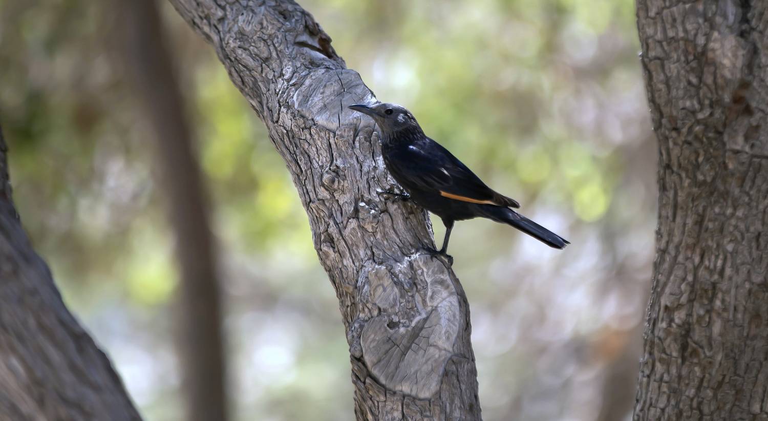 , Валентина Булкина