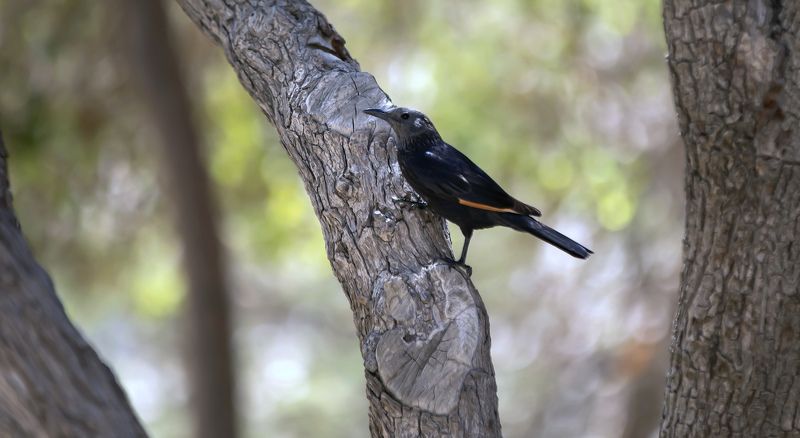 Тристрамов длиннохвостый скворец фото превью