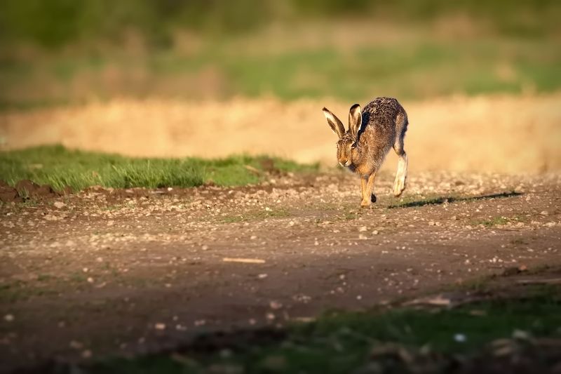 я тут мимо пробегу:) фото превью