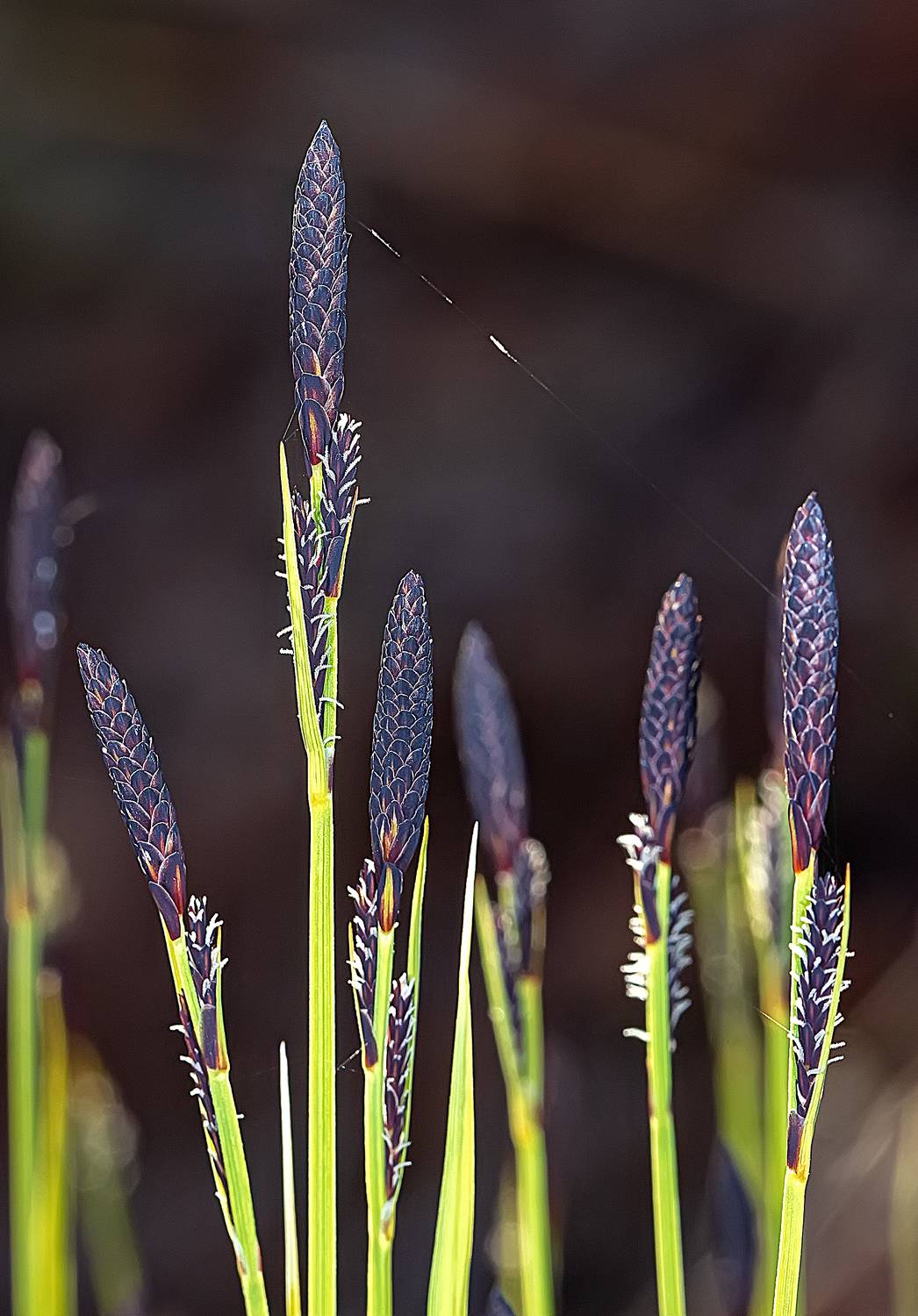 растения, осока, природа, опушка леса, Широких Александр