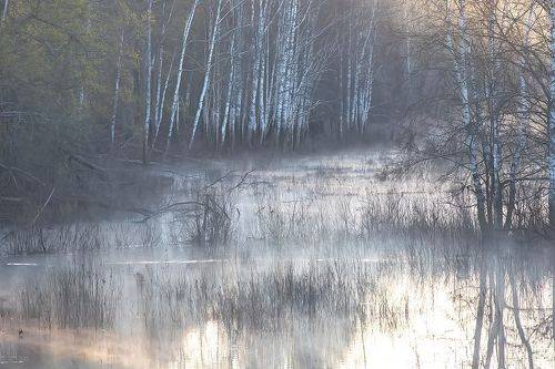 Туман на болоте
