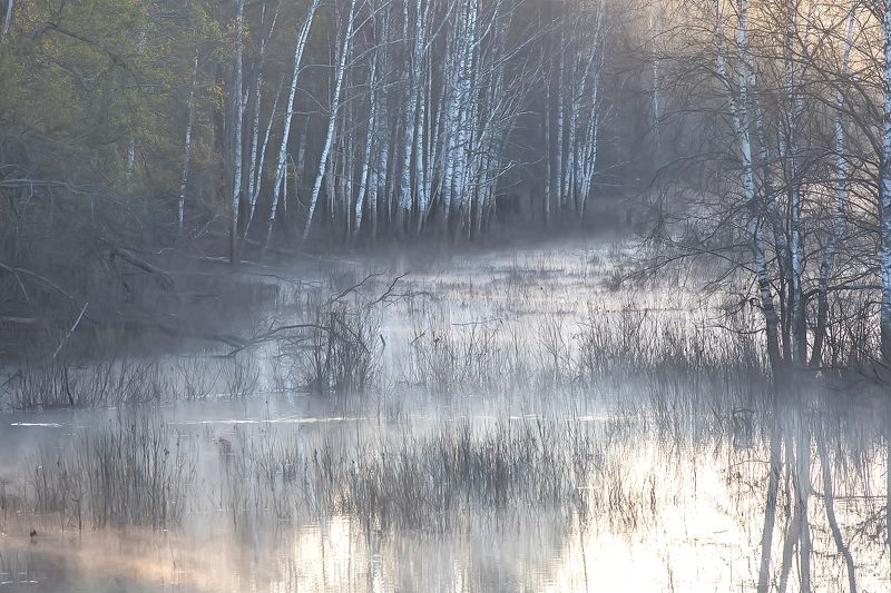 туман, болото, лес, утро, заповедник, пейзаж Туман на болоте фото превью