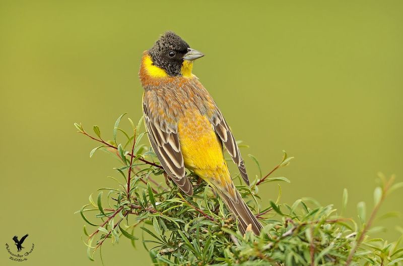 Черноголовая овсянка. фото превью