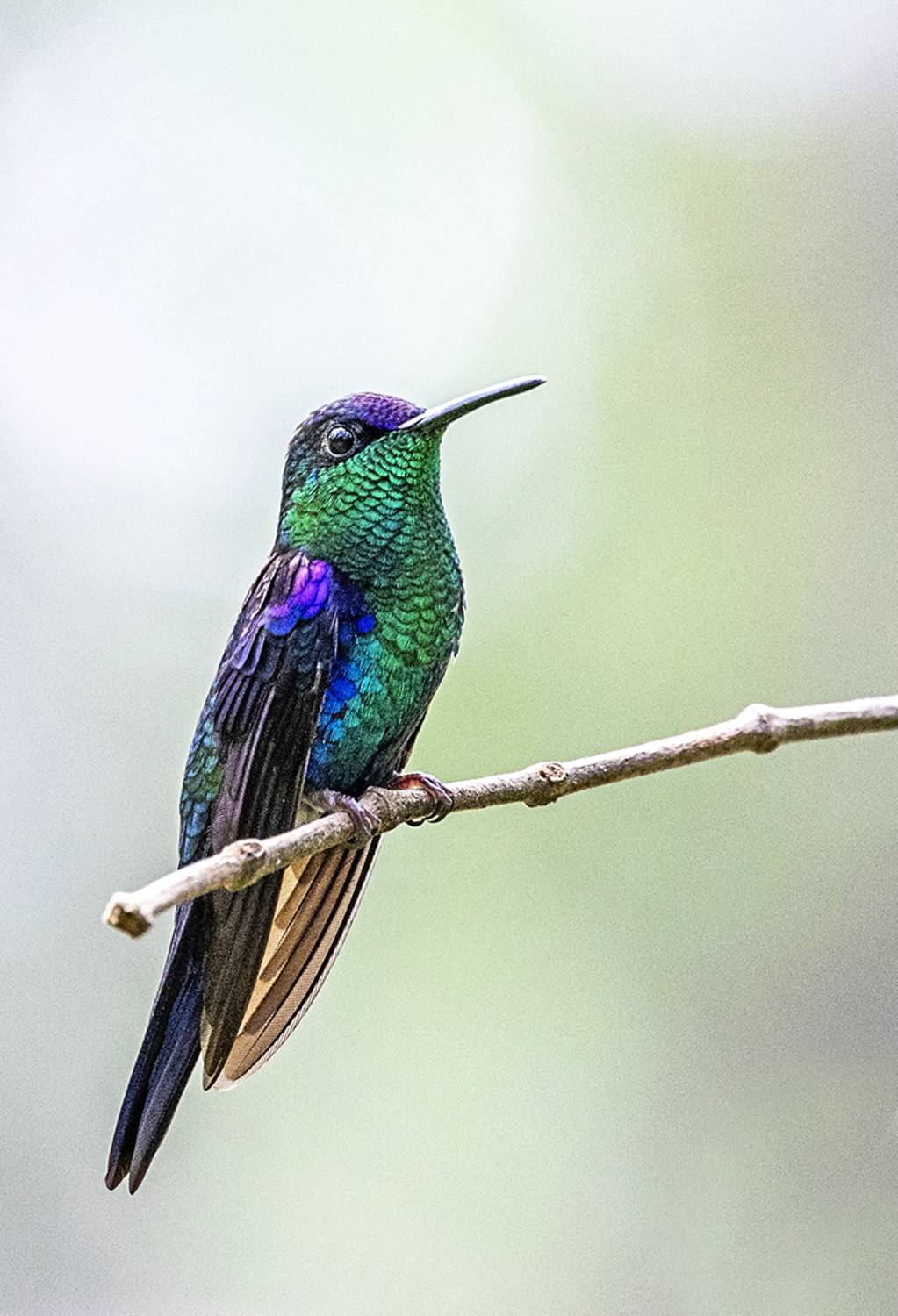 Birds, Hummingbirds, Nature, Robyn Carter