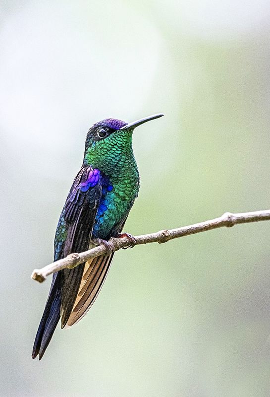 Birds, Hummingbirds, Nature Crowned Woodnymph фото превью