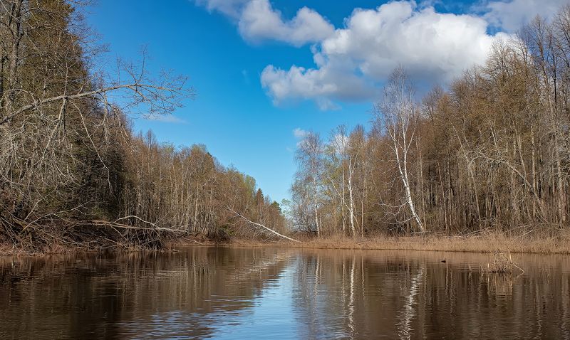 весна, лес, половодье, заповедник Весенний лес фото превью