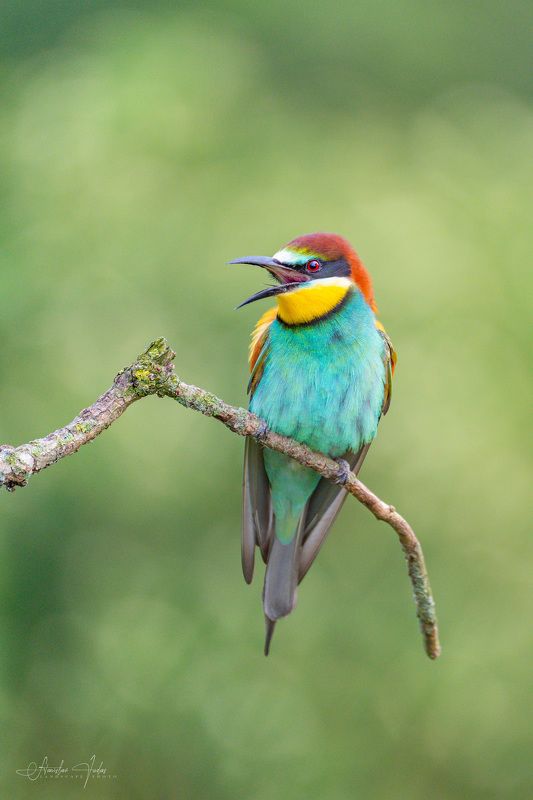 european bee-eater, merops apiaster, wildlife, bird, birds, moravia, nature European bee-eater in South Moravia фото превью
