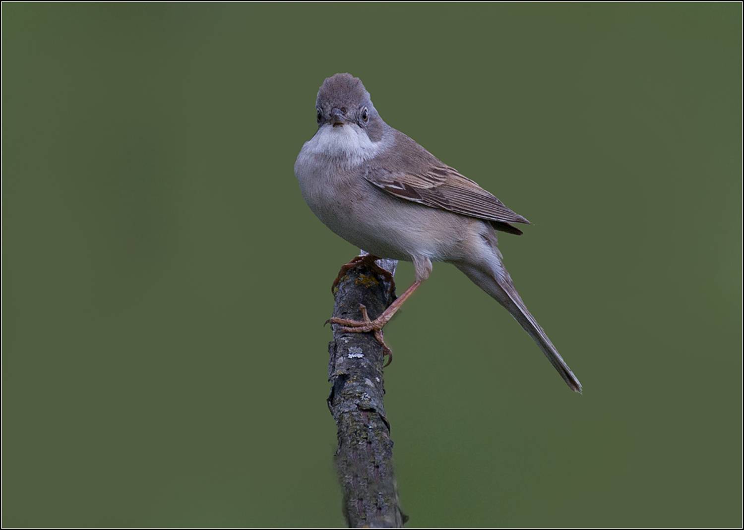 москва, май, парк, птица, АНАТОЛИЙ ДОВЫДЕНКО
