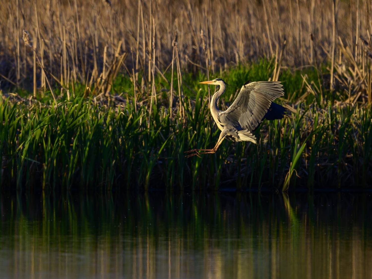 , Пупонин Сергей