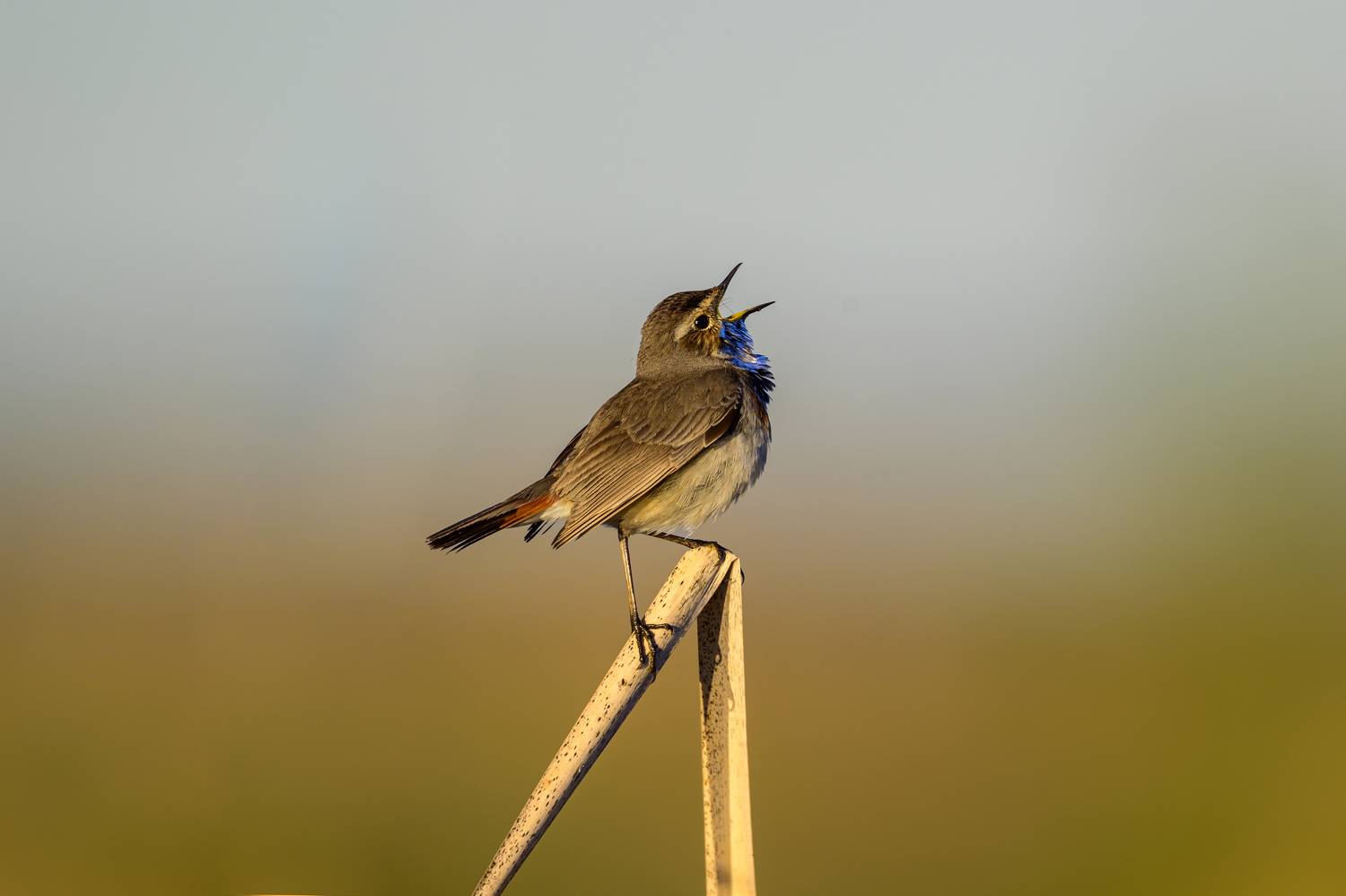 , Пупонин Сергей