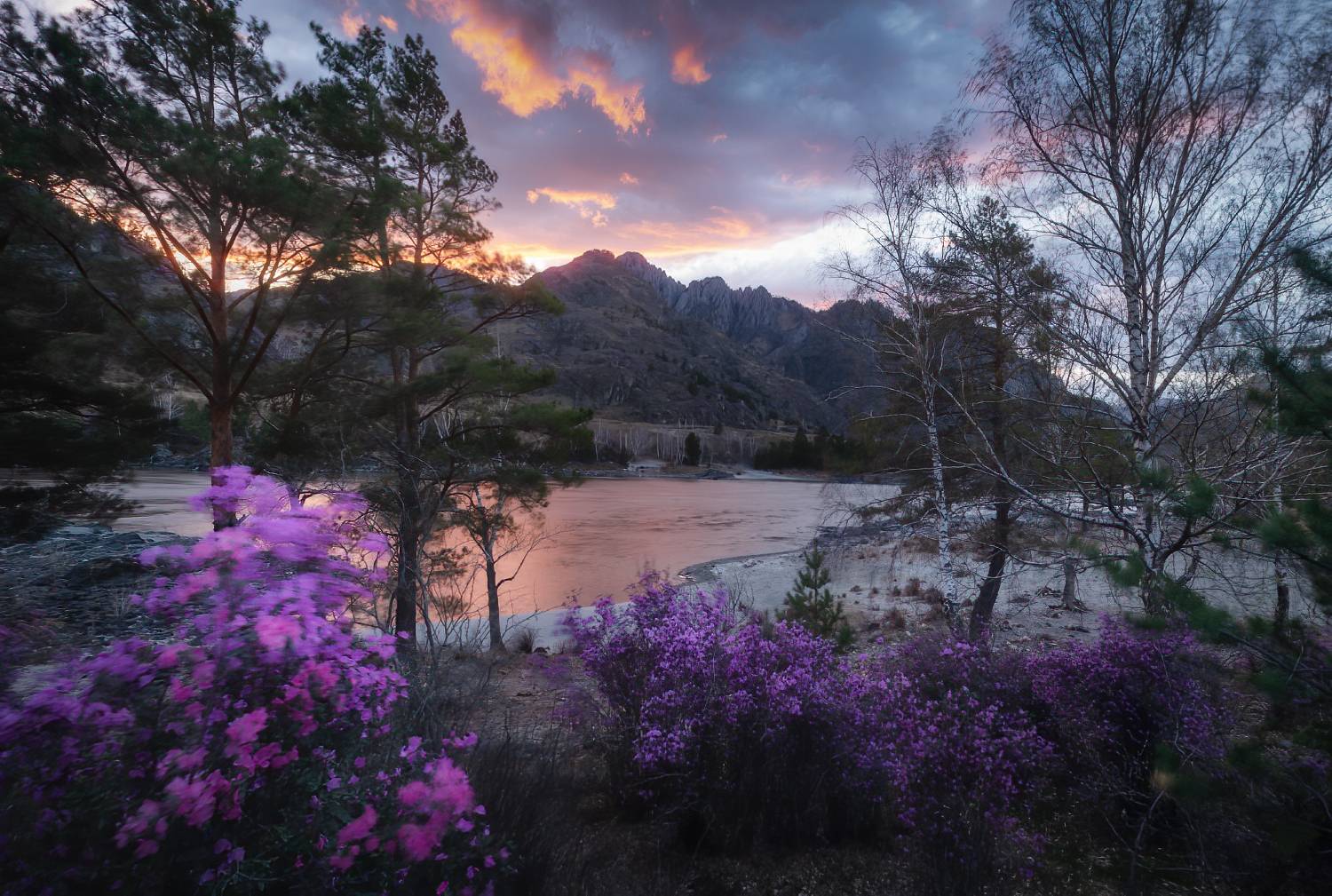 алтай, горный алтай, пейзажи алтая, чемальский район, горная река, весна, катунь, горы, весенний алтай, маральник, рододендрон ледебура, алтайская сакура, Рубан Алена