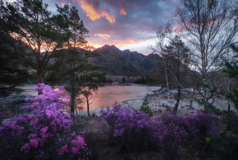 алтай, горный алтай, пейзажи алтая, чемальский район, горная река, весна, катунь, горы, весенний алтай, маральник, рододендрон ледебура, алтайская сакура Штормовой закат на Еландинском пороге фото превью