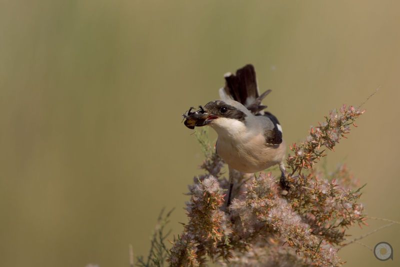 птица сорокопут * фото превью