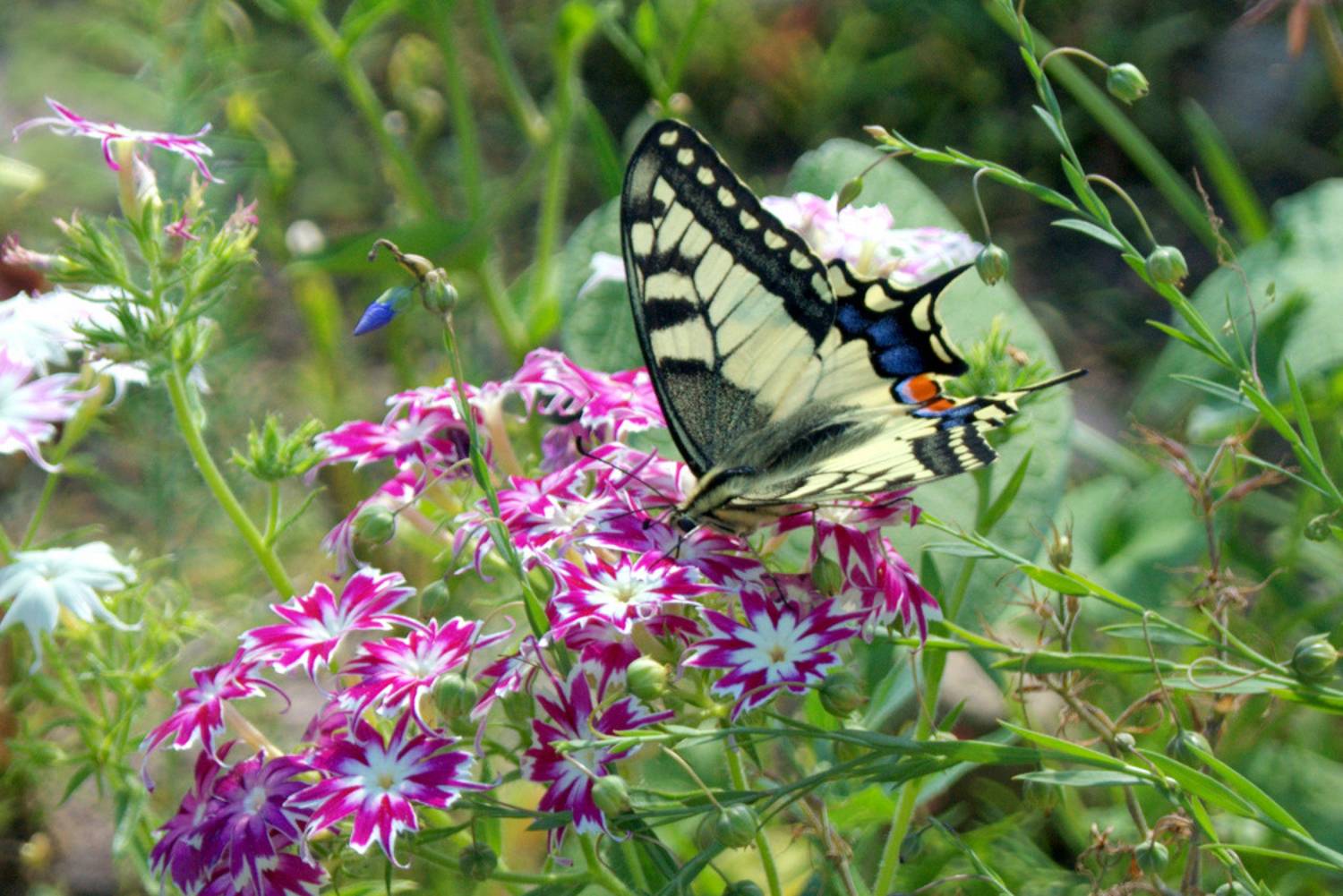 , Хохлова (Ермохина) Наталья