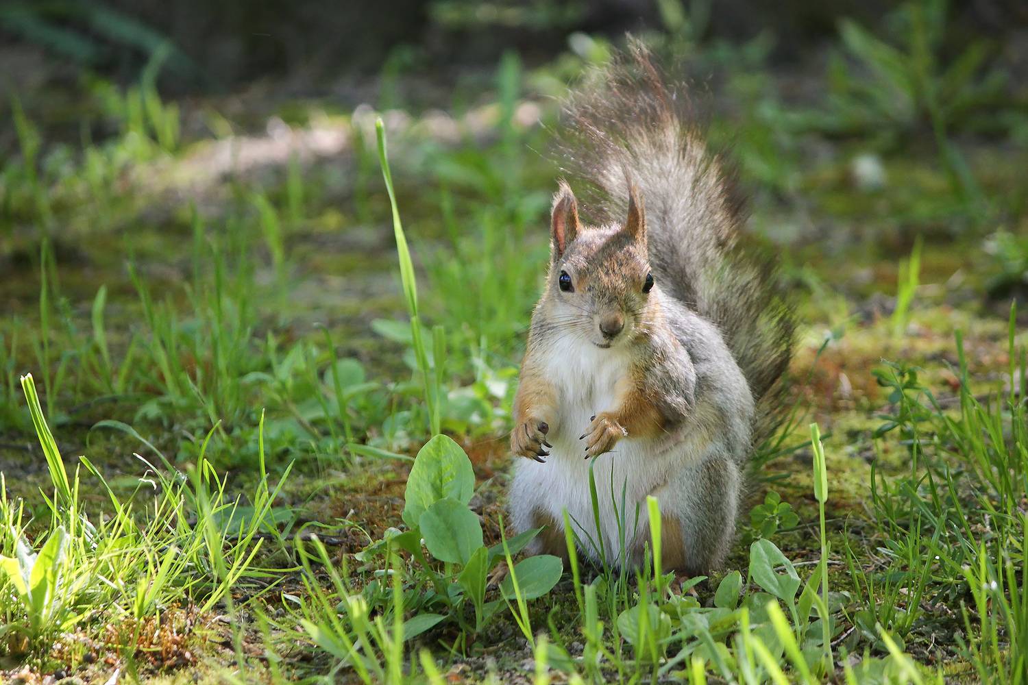 белка обыкновенная, векша, sciurus vulgaris, КарОл